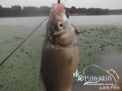 野河深秋降温后钓鲫鱼,冬钓鲫阴雨天怎样钓