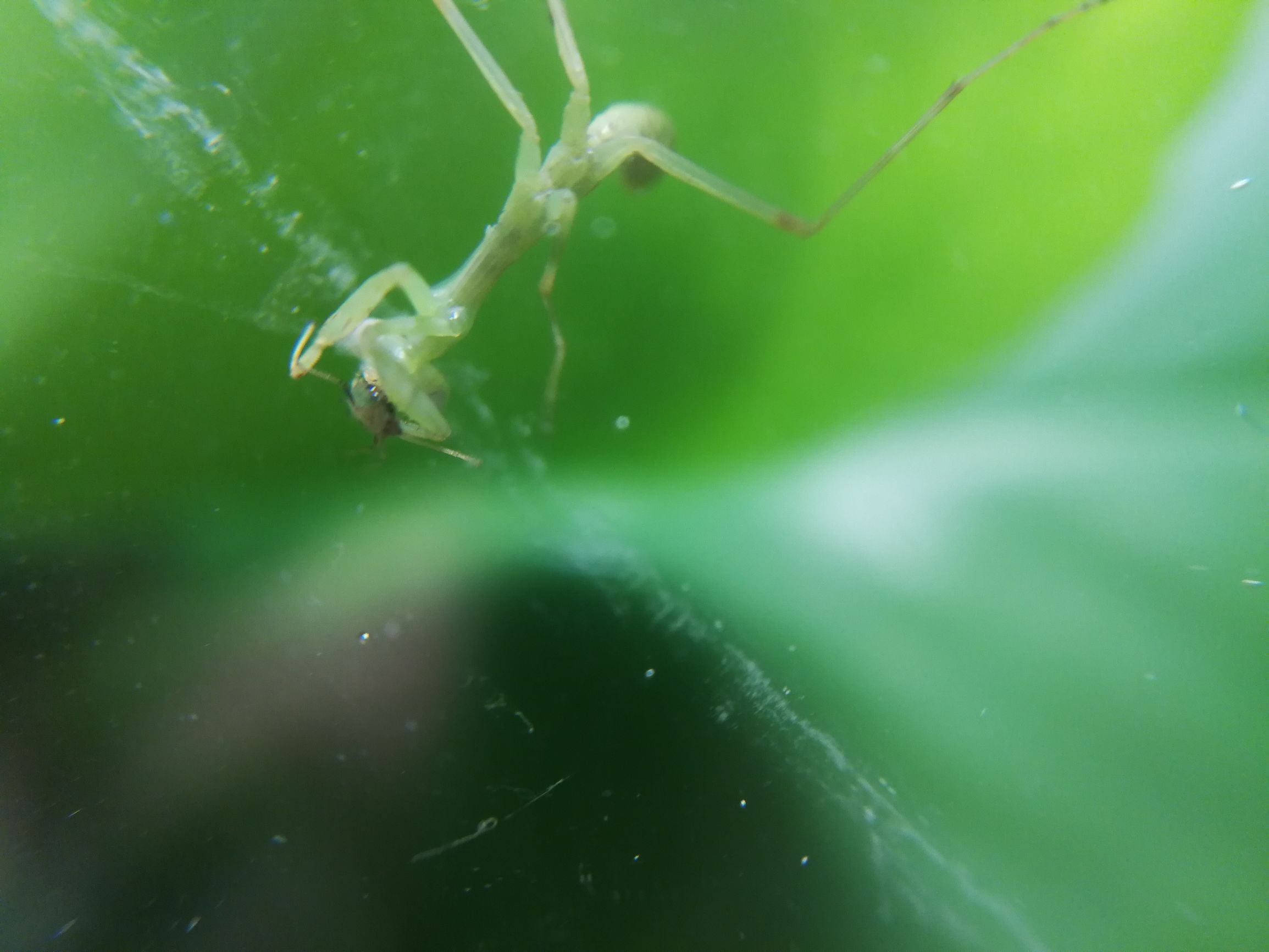 你见过迷你小螳螂吗,小螳螂吃小虫子吗