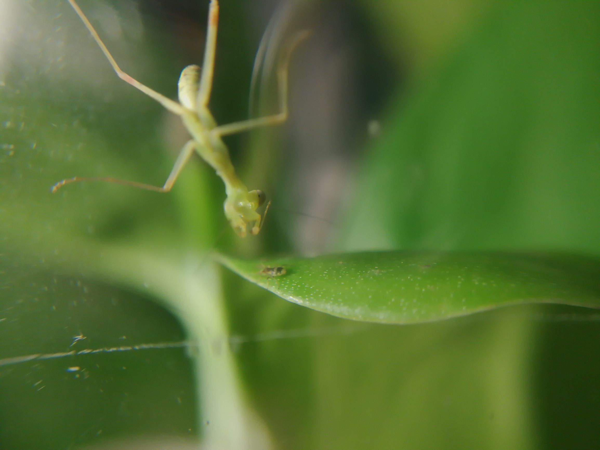 你见过迷你小螳螂吗,小螳螂吃小虫子吗