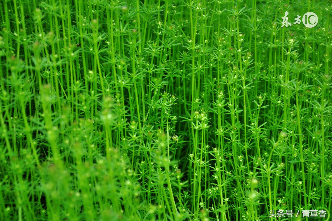 长生十二宫,长生十二宫是哪十二个