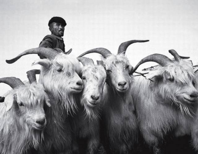 羊被剃毛后会死吗,羊毛剃光了羊会不会冷