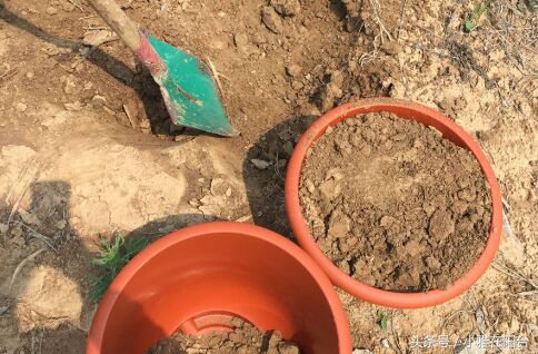 种花也要选对营养土,种花没有土只有沙子怎么办