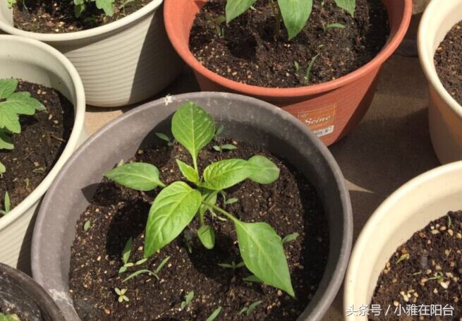 种花也要选对营养土,种花没有土只有沙子怎么办