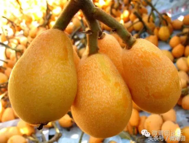 我是莆田的原视频,莆田头条最近