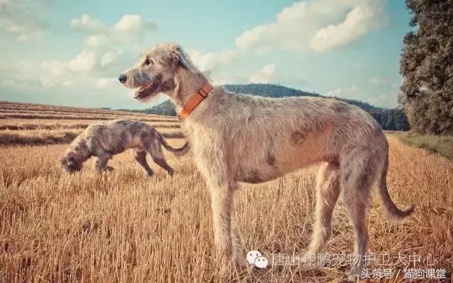 鐖卞皵鍏扮寧鐙肩姮鎹曠嫾瑙嗛,鐖卞皵鍏扮寧鐙肩姮鍜屽潕楂樼姮