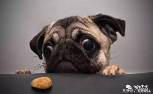 养狗知识培训,养狗第一天到家