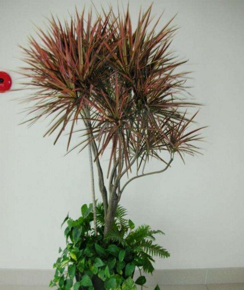 防辐射最好养的植物,防辐射最强的7种植物