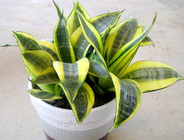 防辐射最好养的植物,防辐射最强的7种植物