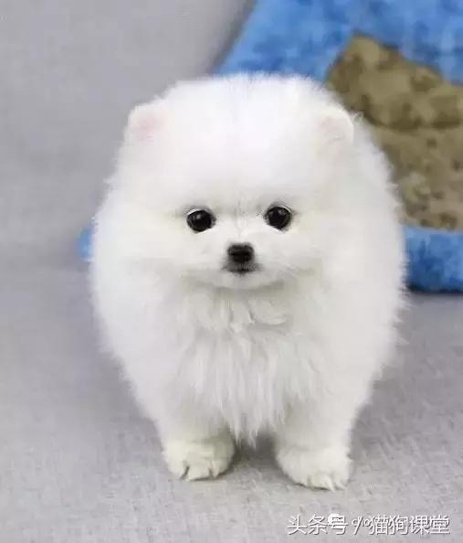 犬种介绍柯基,犬种大全