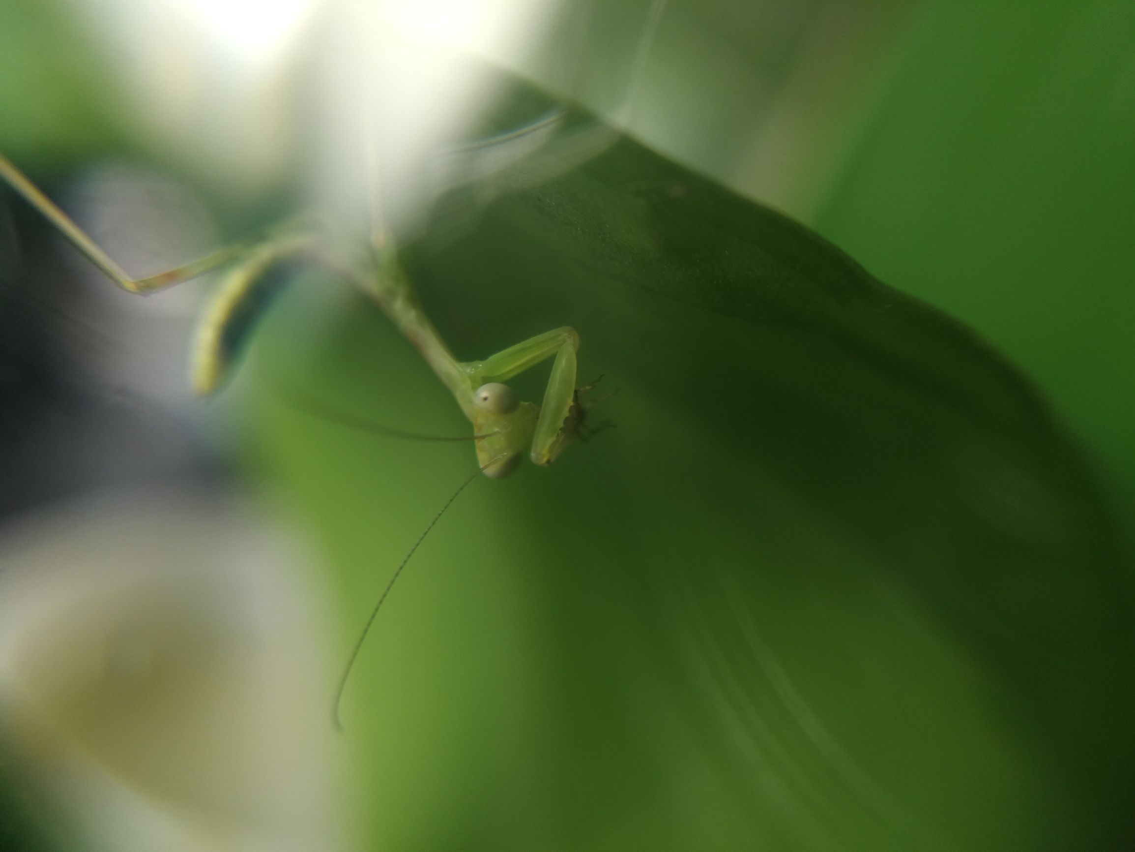 你见过迷你小螳螂吗,小螳螂吃小虫子吗