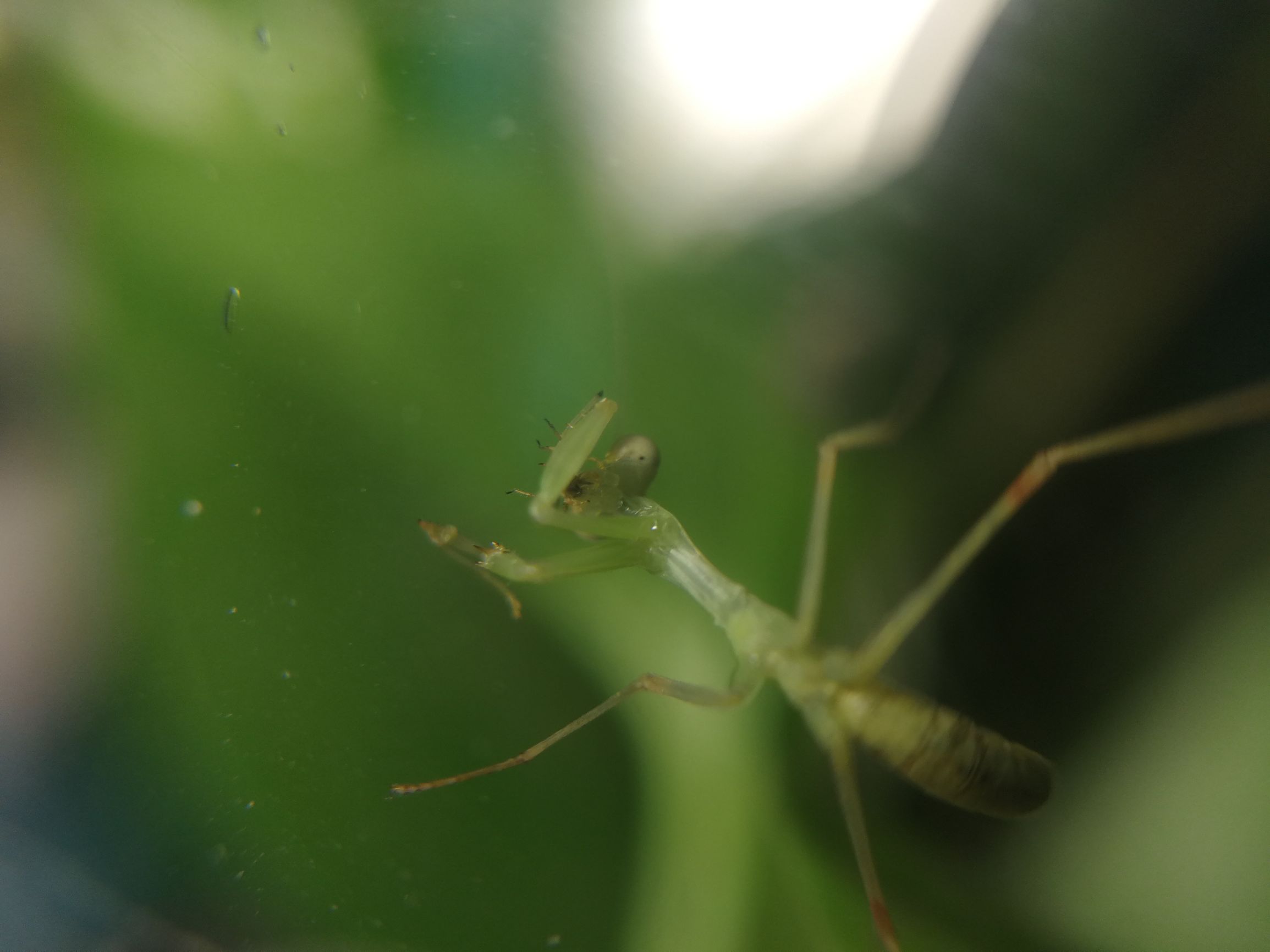 你见过迷你小螳螂吗,小螳螂吃小虫子吗