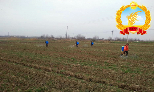 旱稻除杂草技术,稻麦田杂草怎么防治