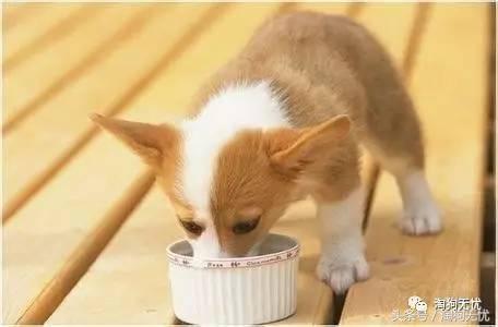 养狗知识培训,养狗第一天到家