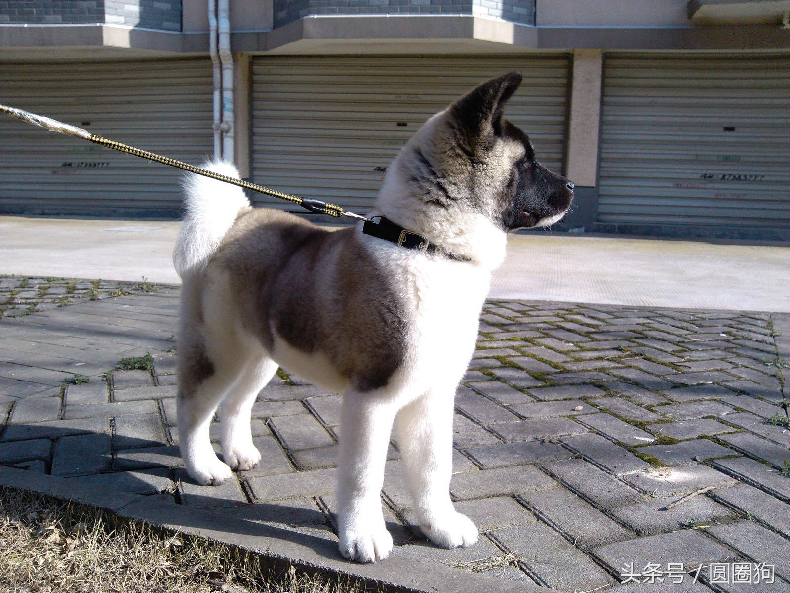 世界名犬柯基犬,阿里犬舍美系秋田犬