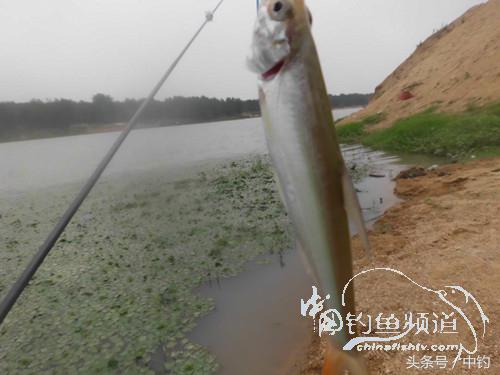 野河深秋降温后钓鲫鱼,冬钓鲫阴雨天怎样钓
