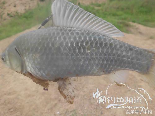 野河深秋降温后钓鲫鱼,冬钓鲫阴雨天怎样钓