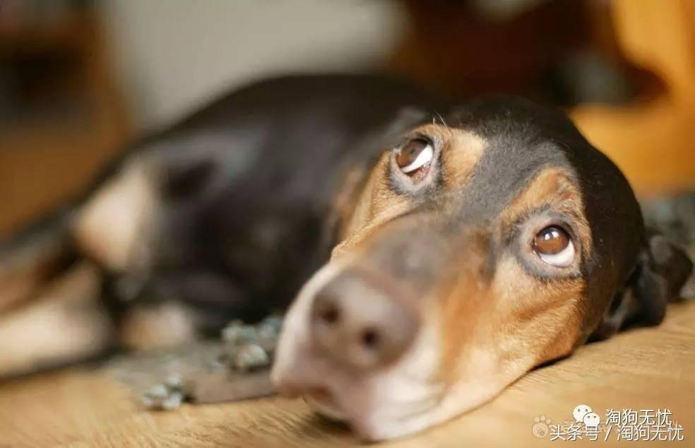 养狗知识培训,养狗第一天到家