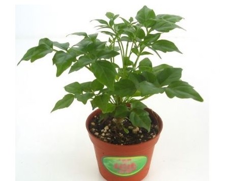 防辐射最好养的植物,防辐射最强的7种植物