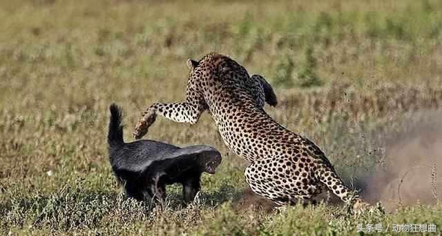 动物界杠把子平头哥，平头银发白披风，非洲大地我最凶