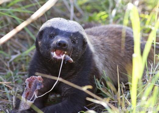 动物界杠把子平头哥，平头银发白披风，非洲大地我最凶