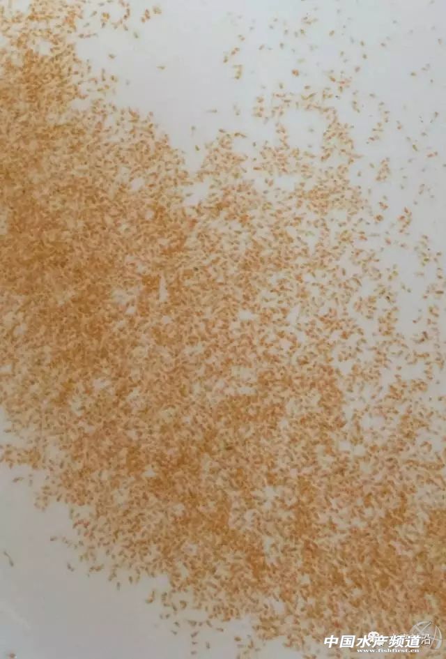 它为何两年就能为一百多家苗场追棒使用？