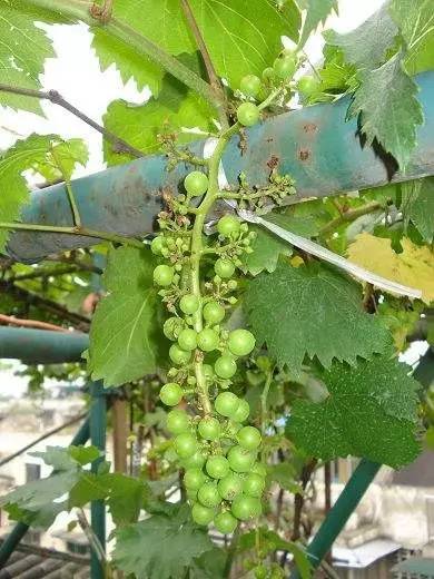 葡萄落花怎么调理,不易落花落果的葡萄品种