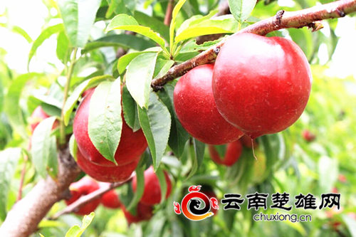 牟定安乐乡的山坡上有片“红果果”