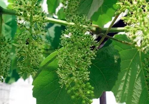 葡萄落花怎么调理,不易落花落果的葡萄品种
