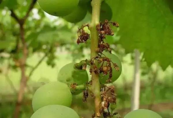 葡萄落花怎么调理,不易落花落果的葡萄品种