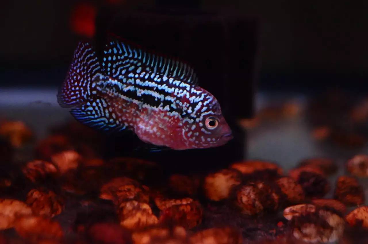 水养可以养什么,水养好了用什么过滤