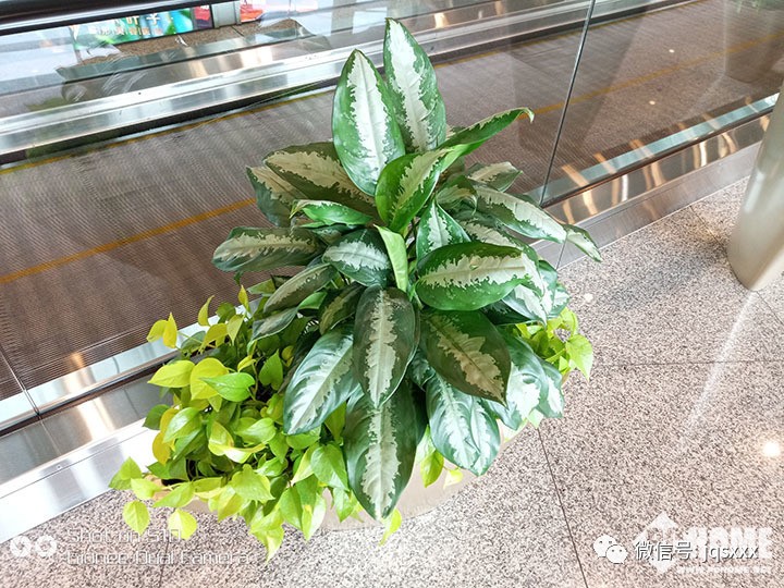 手机照相双摄虚化是什么,手机摄影虚化技术