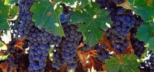 葡萄落花怎么调理,不易落花落果的葡萄品种