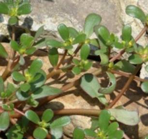 芒种开运的最佳方法,芒种咋过