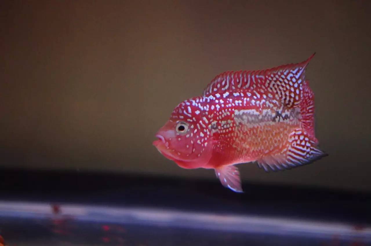 水养可以养什么,水养好了用什么过滤