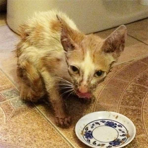 被撞的浪猫下巴严重的脱臼歪斜，想不到却意外成了它的特色招牌！