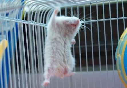 仓鼠骨折怎么防治视频播放,仓鼠骨折了怎么救助