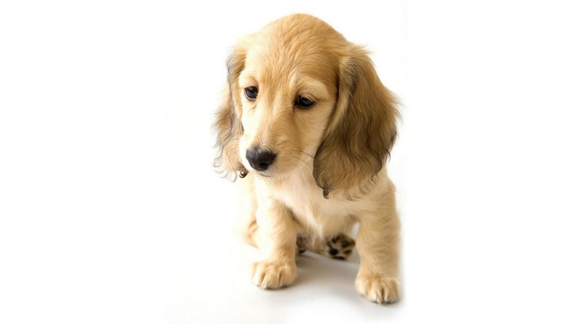 名字奇怪的宠物,好听又奇怪的狗狗名字