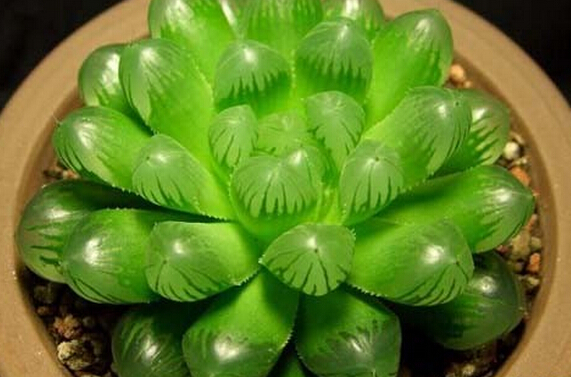 冰灯玉露防辐射彩色多肉植物,多肉植物冰灯玉露好养殖吗