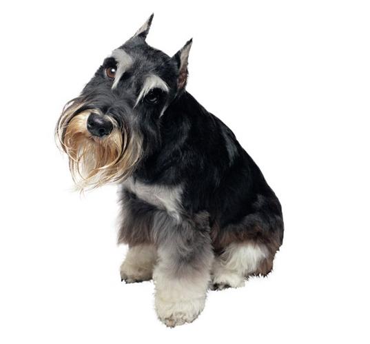 每个人的星座都有什么,十二星座适合养什么