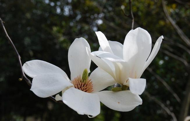 白玉兰为什么只长叶子不开花,白玉兰只长叶子不开花