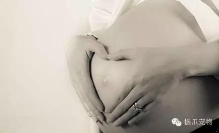 孕妇不能养什么,家里有孕妇可以养宠物吗