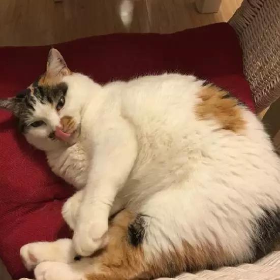 上海宠物领养阿拉斯加,上海宠物领养活动