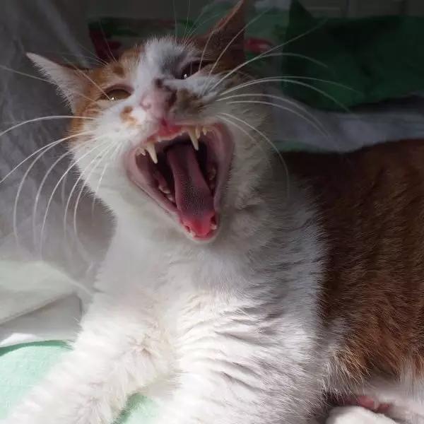 上海宠物领养阿拉斯加,上海宠物领养活动