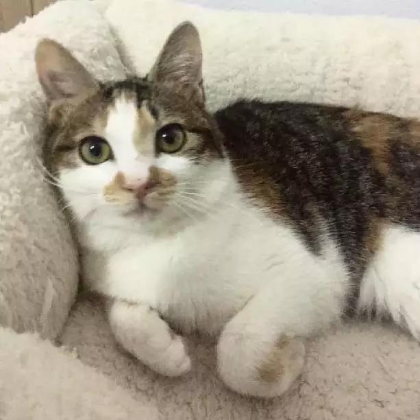 上海宠物领养阿拉斯加,上海宠物领养活动