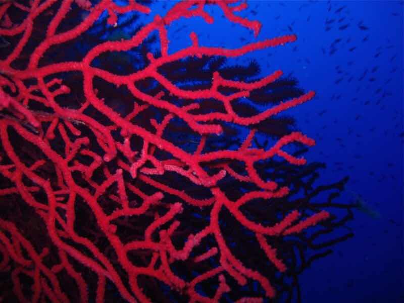 阿卡红珊瑚保养和禁忌,红珊瑚怎么保养和存放