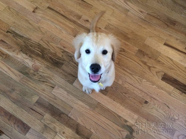 金毛牙不齐,金毛牙齿不齐视频