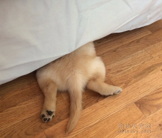 金毛牙不齐,金毛牙齿不齐视频