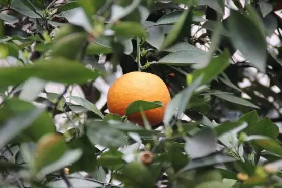 公园里的橙子树,公园里的橙子起什么作用