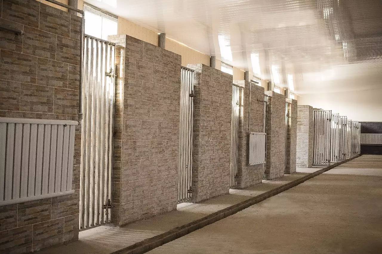 家庭寄养狗狗关注事项有哪些,国内外狗狗寄养环境最好的