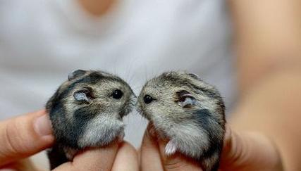 仓鼠骨折怎么防治视频播放,仓鼠骨折了怎么救助